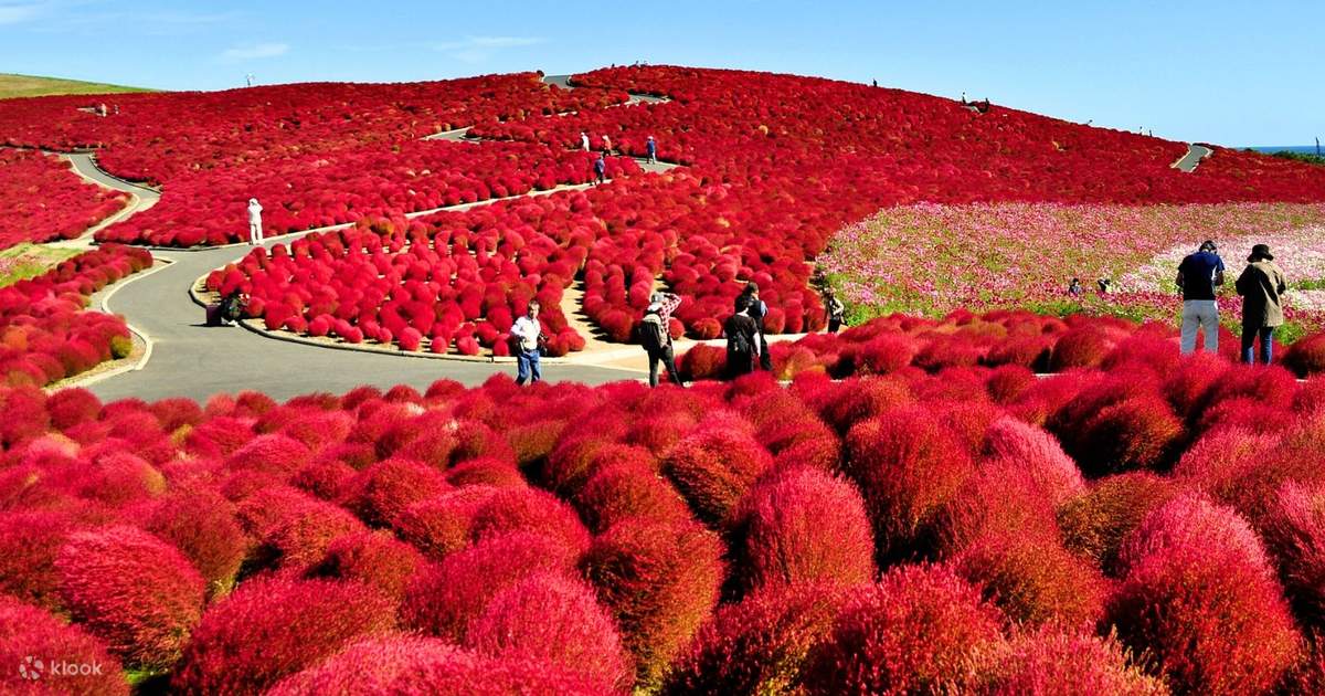 อิบารากิ: สวนฮิตาชิ ซีไซด์ พาร์ค & ศาลเจ้าโออาไรอิโซซากิ & สวนลูกแพร์
